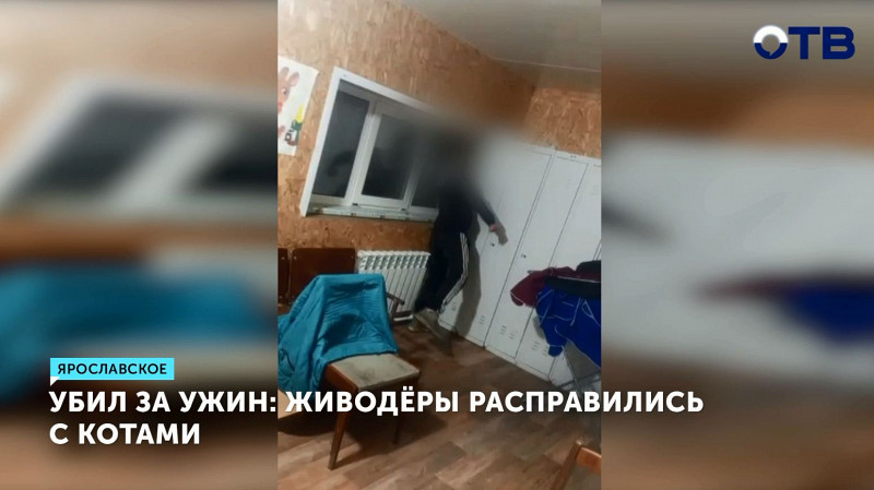 Убил за ужин: живодёры расправились с котами