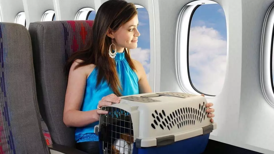 Росавиация рассказала, как правильно перевозить животных в самолёте