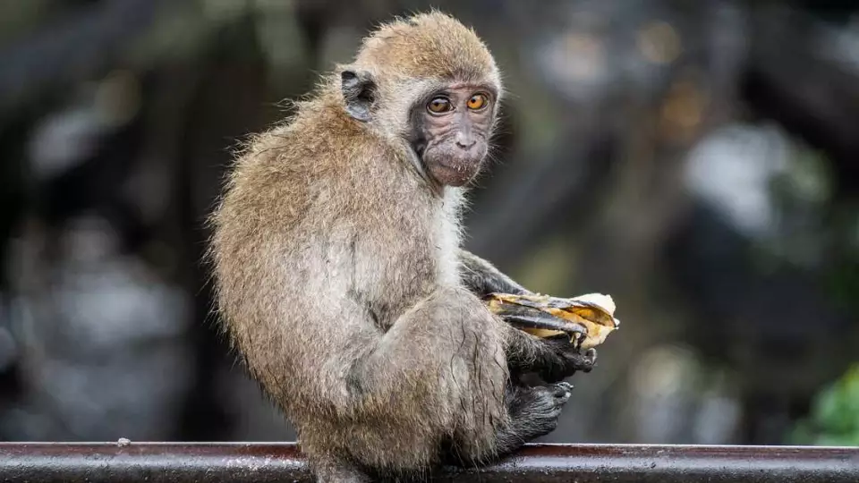 Роспотребнадзор рассказал о мерах профилактики оспы обезьян