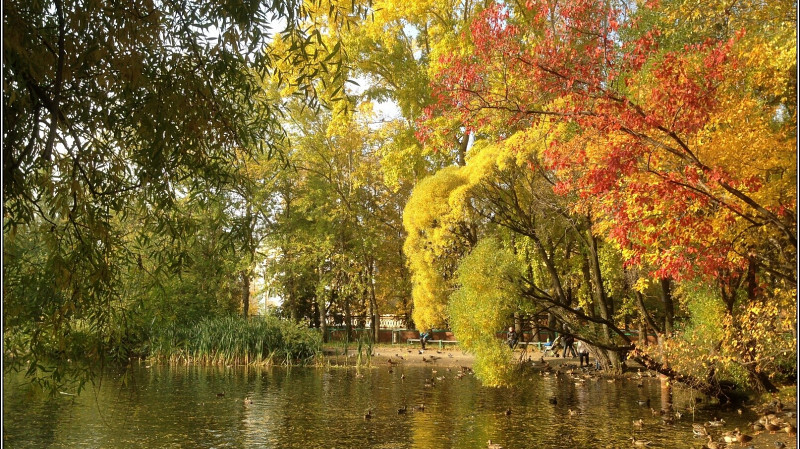 В Екатеринбурге начали очистку водоёма в Дендропарке