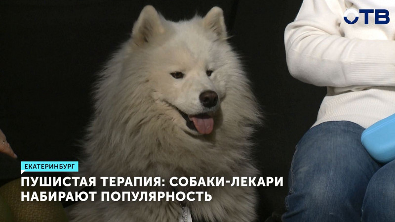 Собаки-лекари набирают популярность