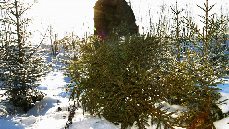 В Свердловской области перед Новым годом усилят патрулирование лесов