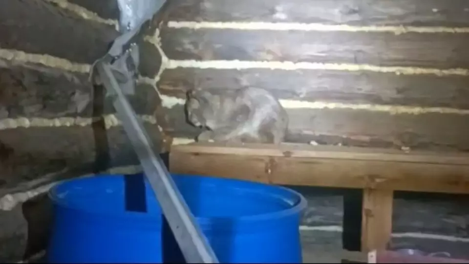 В Югре спасли молодого рысенка