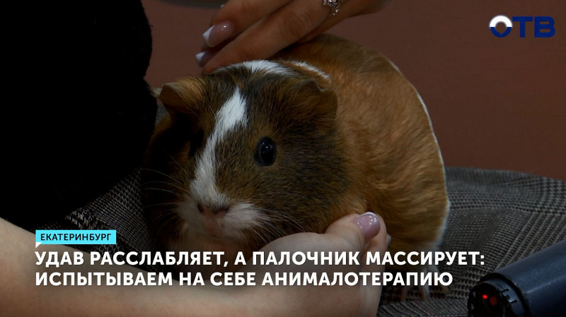 Удав расслабляет, а палочник массирует: испытываем на себе анималотерапию