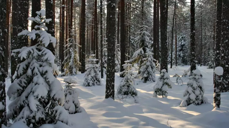 Сильное землетрясение произошло в Свердловской области