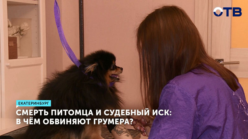 Смерть питомца и судебный иск: в чём обвиняют грумера?