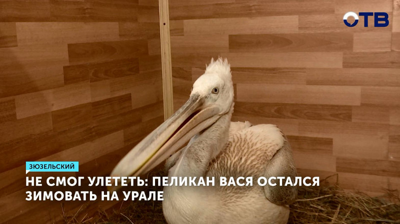 Не смог улететь: пеликан Вася остался зимовать на Урале