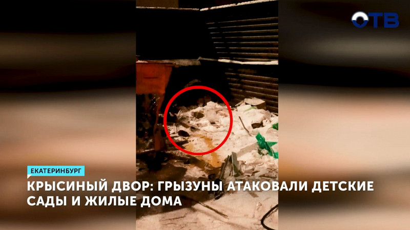 Крысиный двор: грызуны атаковали детские сады и жилые дома