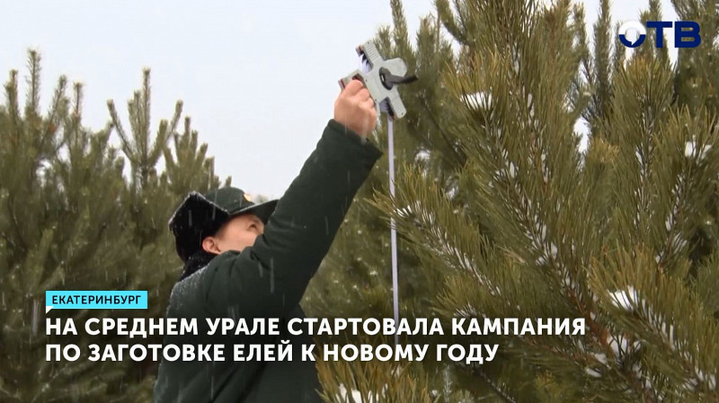 На Среднем Урале стартовала кампания по заготовке елей к Новому году