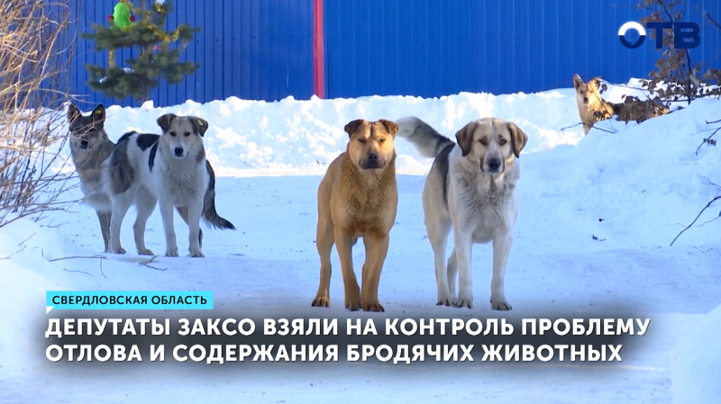 В регионе откроют приют для 350 собак с возможностью стерилизации