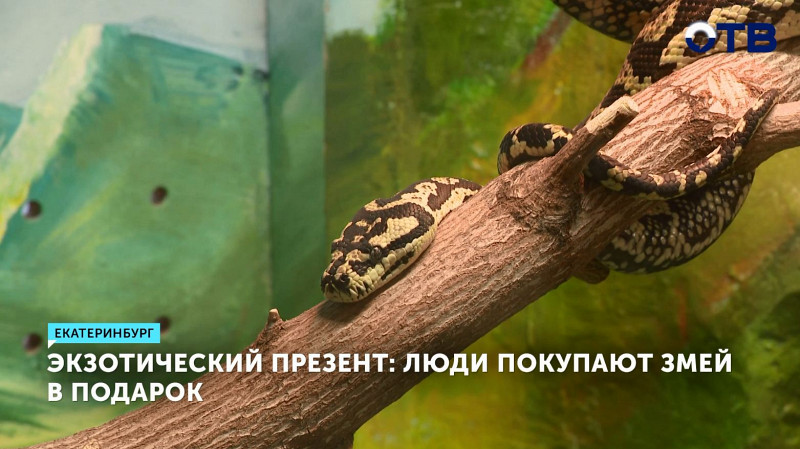 Экзотический презент: люди покупают змей в подарок