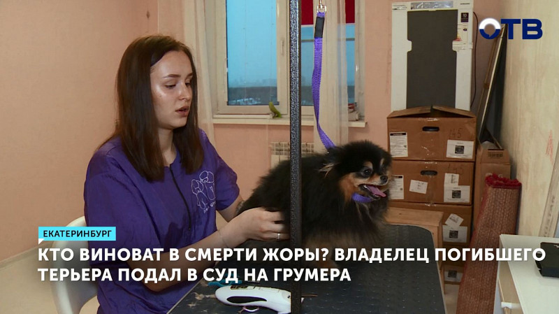 Владелец погибшего терьера подал в суд на грумера