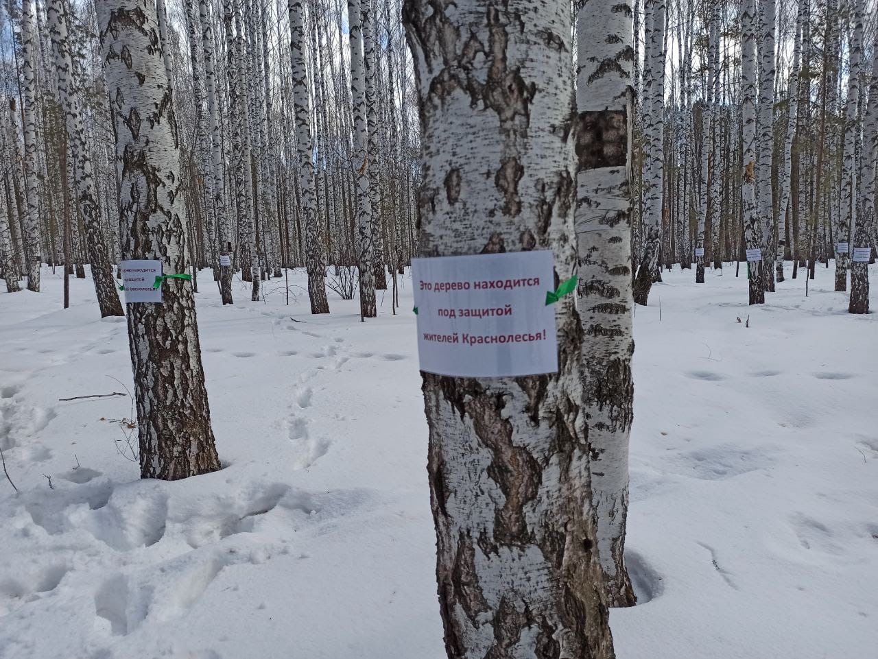 В Краснолесье сохранят 16 гектаров березовой рощи