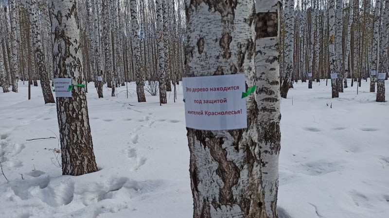 В Краснолесье сохранят 16 гектаров березовой рощи