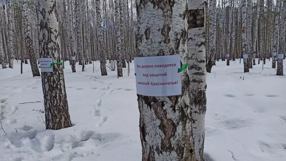 В Краснолесье сохранят 16 гектаров березовой рощи