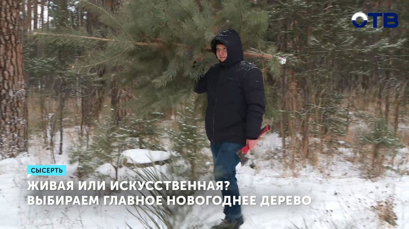 Живая или искусственная? Выбираем главное новогоднее дерево