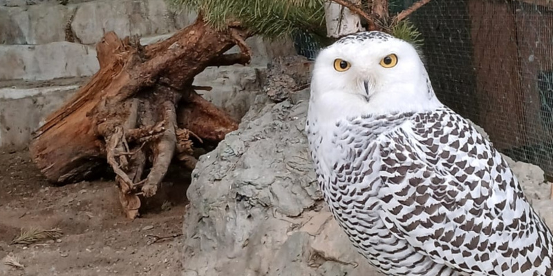 В Екатеринбургском зоопарке появилась своя Букля