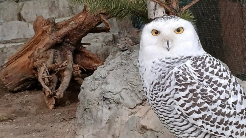 В Екатеринбургском зоопарке появилась своя Букля