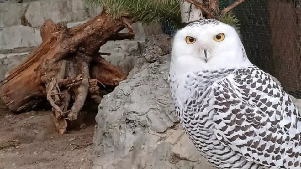 В Екатеринбургском зоопарке появилась своя Букля