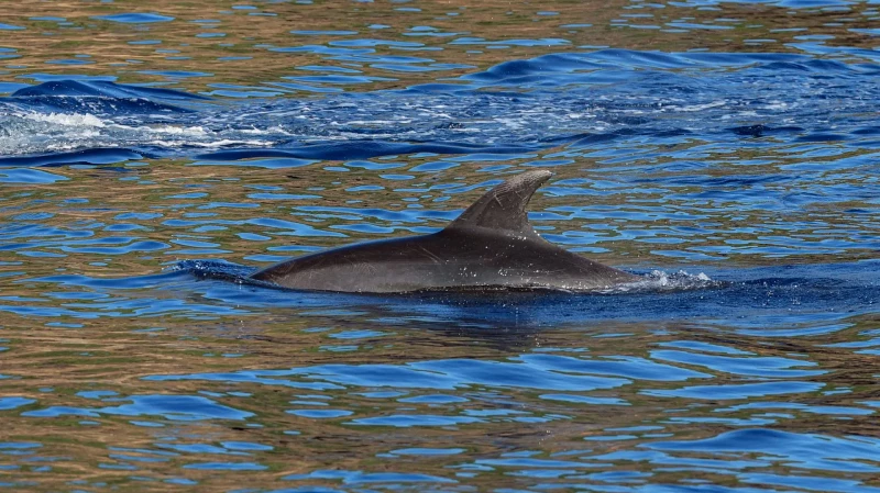 На берегу Новороссийска нашли краснокнижных дельфинов