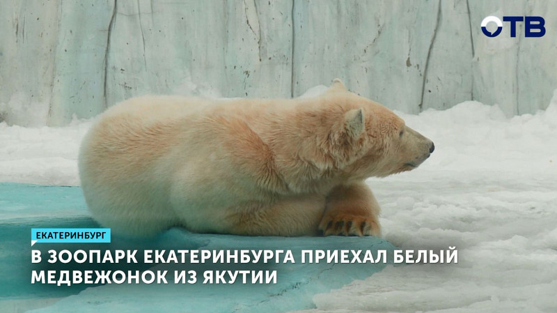 В зоопарк Екатеринбурга приехал белый медвежонок из Якутии
