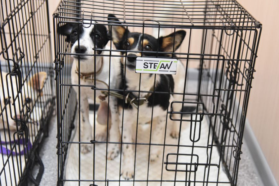 В Свердловской области открыли новый приют для животных