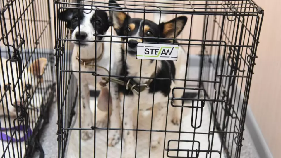 В Свердловской области открыли новый приют для животных