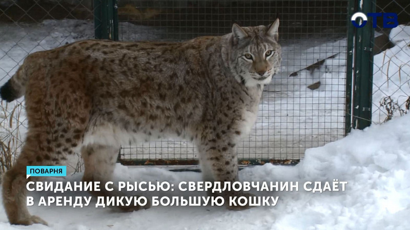 Свидание с рысью: свердловчанин сдаёт в аренду дикую большую кошку