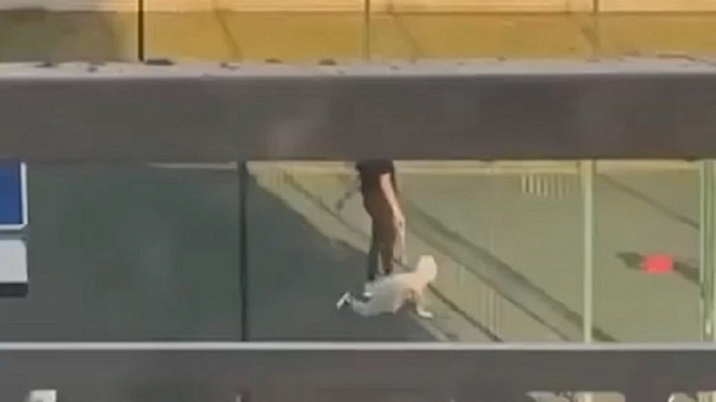 Омичка получила предупреждение за выгул ребёнка на поводке