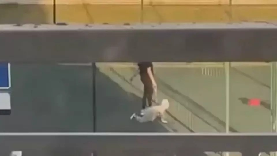 Омичка получила предупреждение за выгул ребёнка на поводке