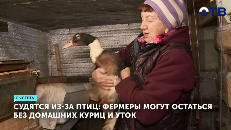 Судятся из-за птиц: фермеры могут остаться без домашних куриц и уток