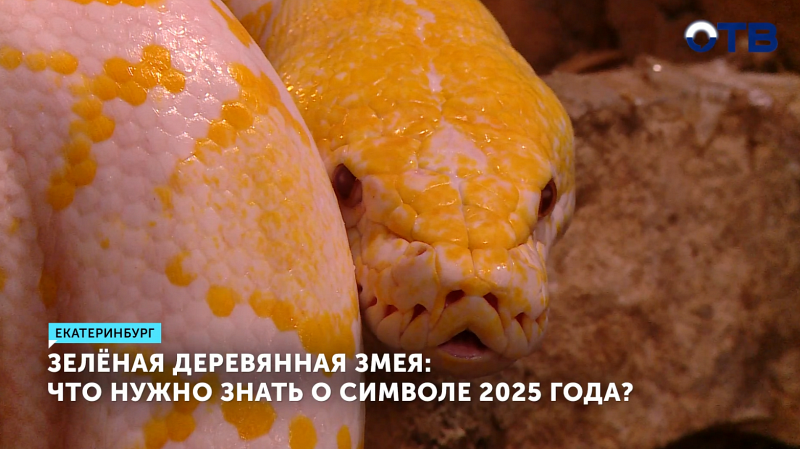 Зелёная деревянная змея: что нужно знать о символе 2025 года?