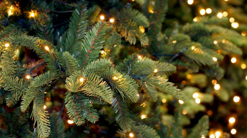 Свердловчане смогут сдать новогодние ёлки на переработку