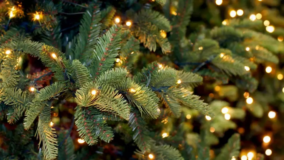 Свердловчане смогут сдать новогодние ёлки на переработку