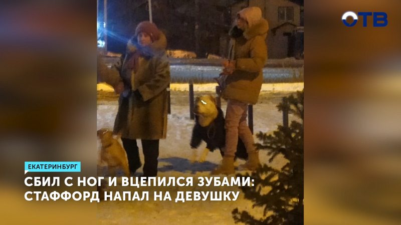 Бойцовая собака напала на учительницу в Екатеринбурге