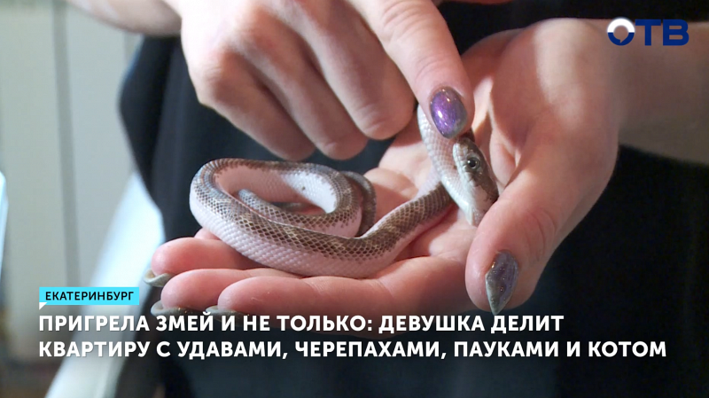 Екатеринбурженка устроила дома зоопарк со змеями и пауком
