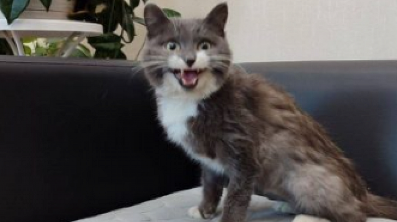 Кошка из Кузбасса преодолела тысячи километров в вагоне с углём