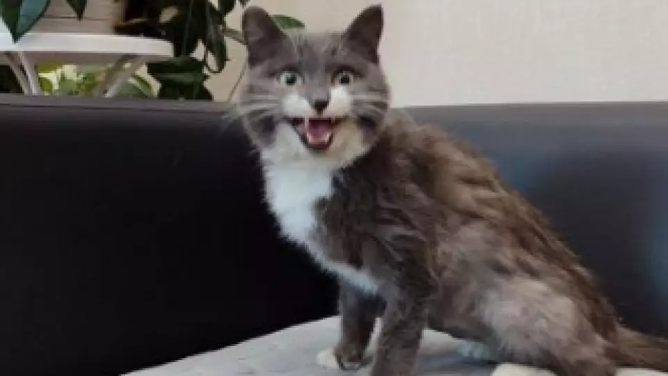 Кошка из Кузбасса преодолела тысячи километров в вагоне с углём