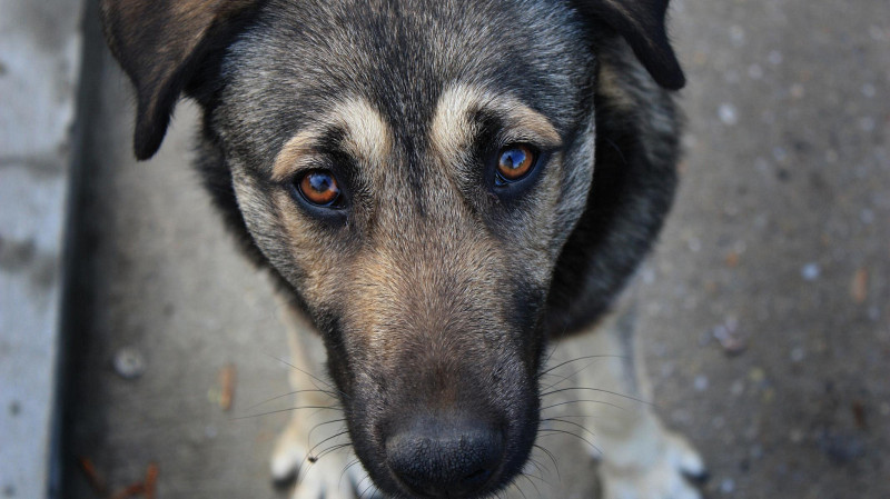 В Кузбассе на два месяца ввели карантин из-за собаки, умершей от бешенства