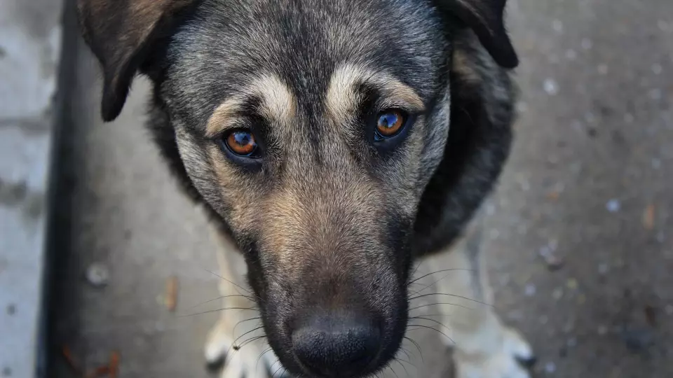 В Кузбассе на два месяца ввели карантин из-за собаки, умершей от бешенства