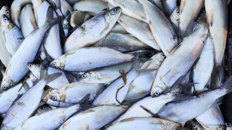 Тюменские ученые вывели гибрид рыбы пелнел