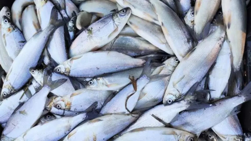 Тюменские ученые вывели гибрид рыбы пелнел