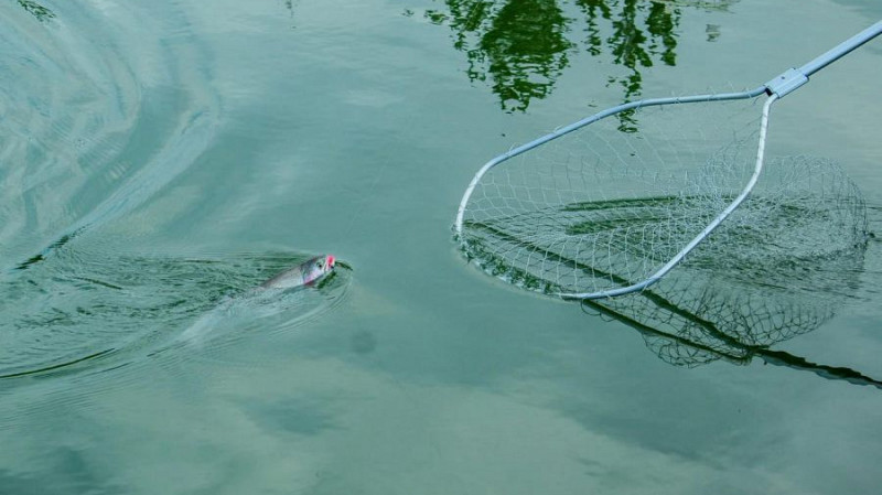 В Свердловской области начнут разводить форель