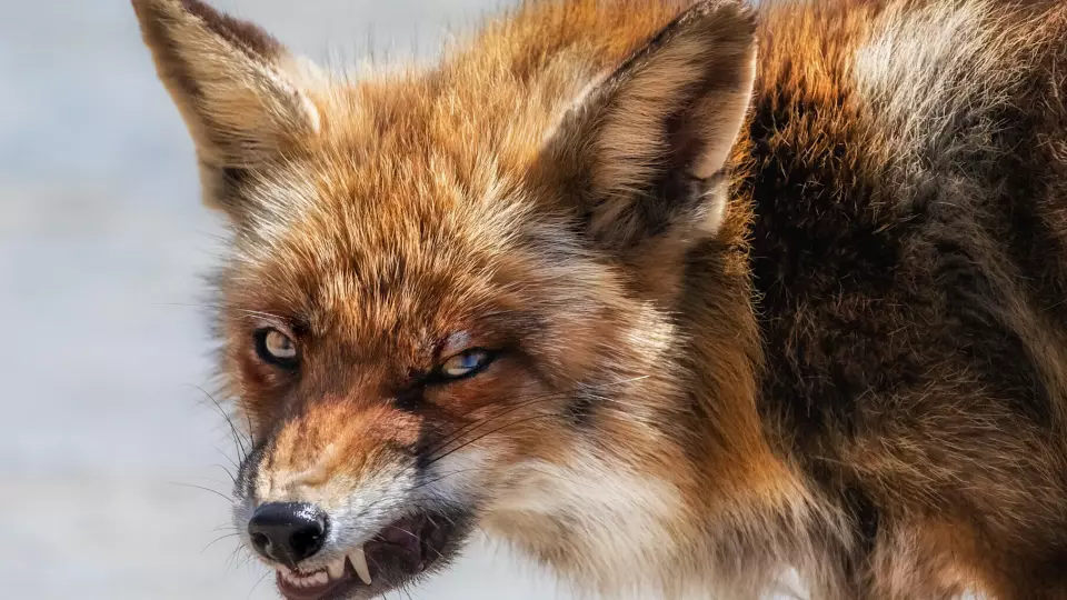 В Свердловской области зафиксировали 47 случаев бешенства животных