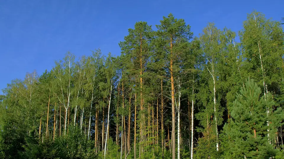 В Каменске-Уральском прокуратура расследует незаконную вырубку леса