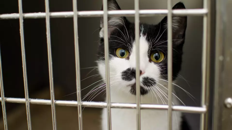 Госдума рассмотрит идею общения заключенных с питомцами