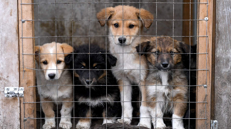 В Среднеуральске конфликт волонтеров в приюте «Добрый» не урегулировали
