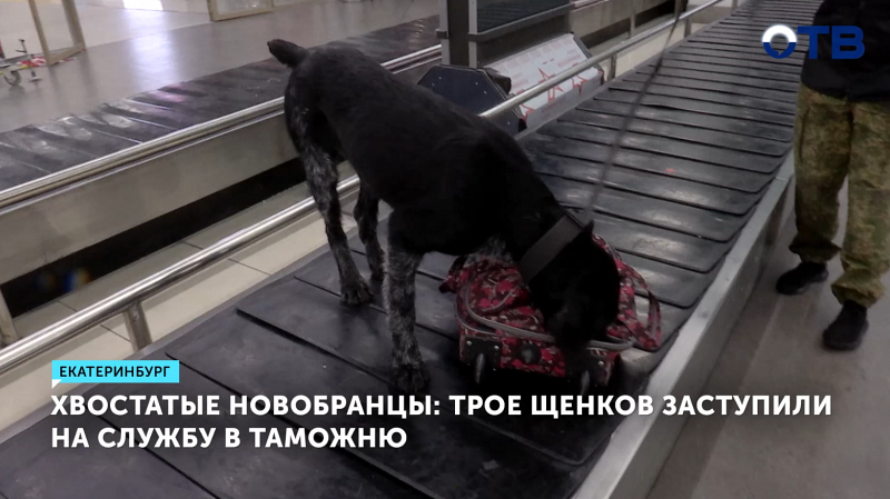 Трое щенков стали новыми сотрудниками Кольцовской таможни
