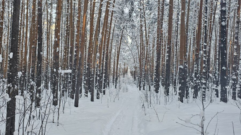 Лесничие Свердловской области проведут 17 тысяч патрулирований за год