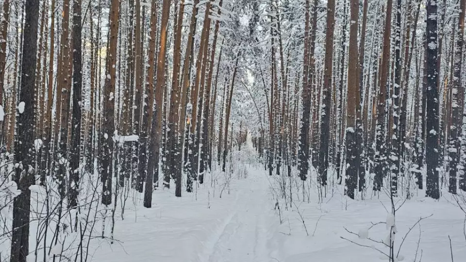 Лесничие Свердловской области проведут 17 тысяч патрулирований за год
